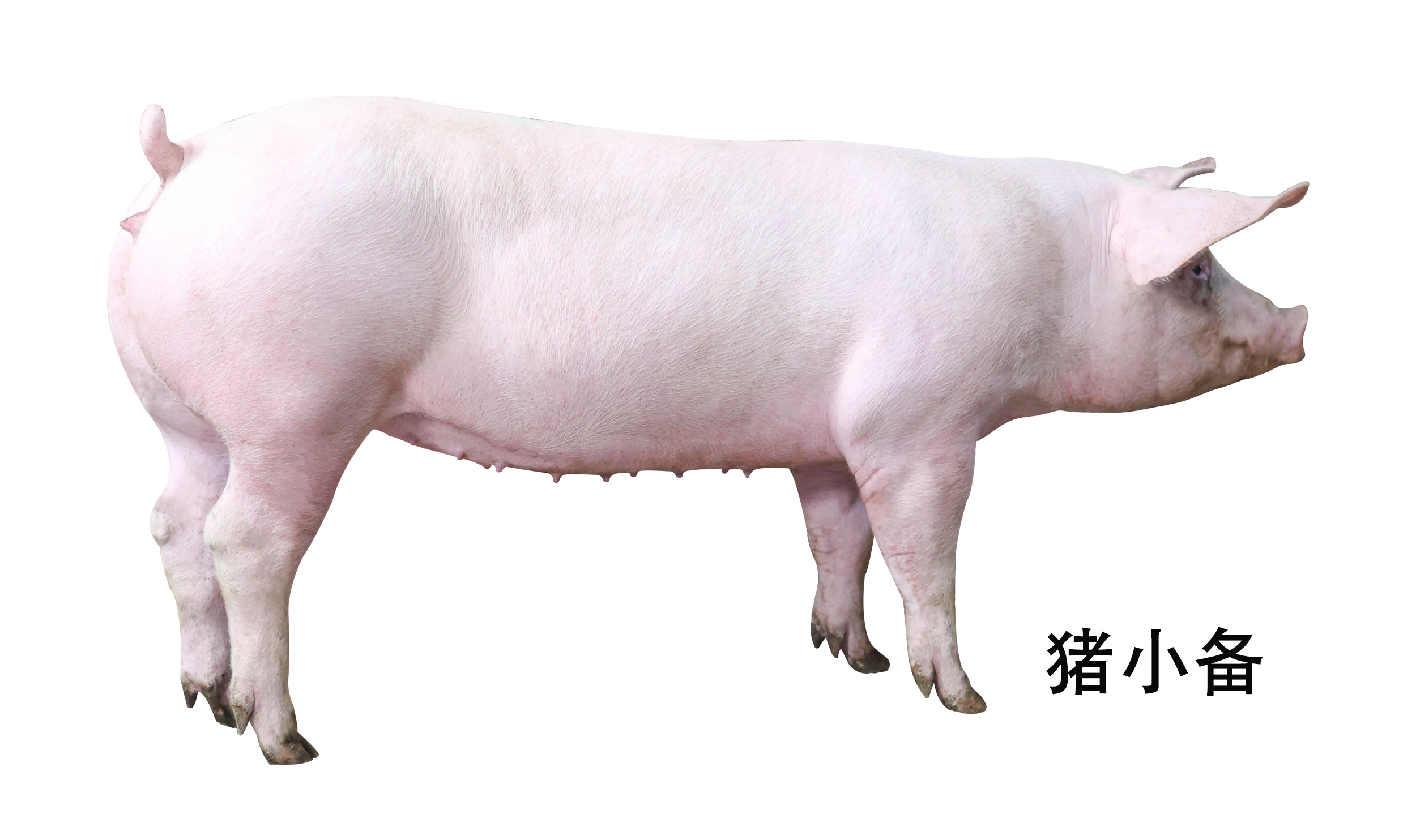 未标题-1.png